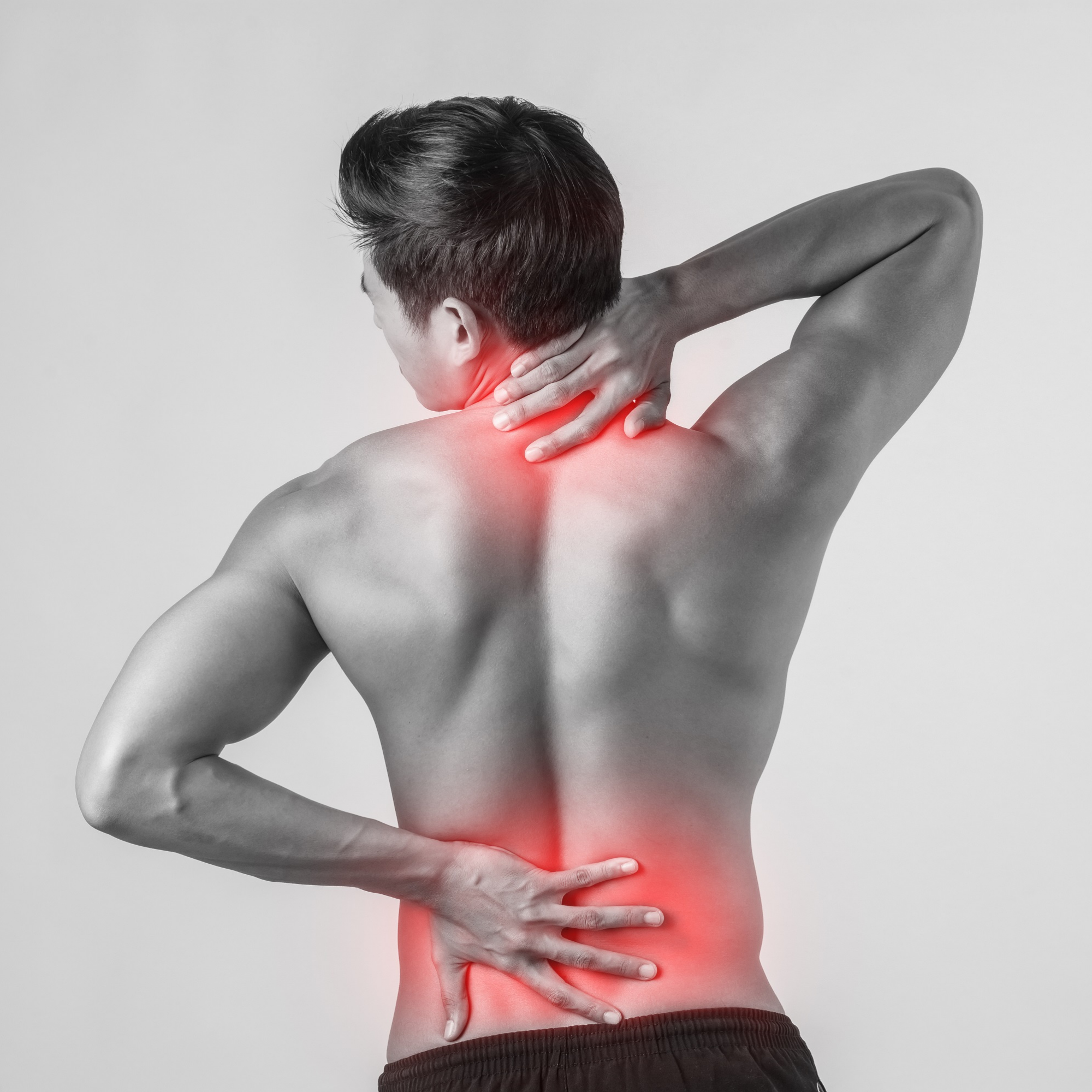 spine