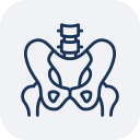 pelvis