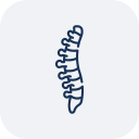 spine